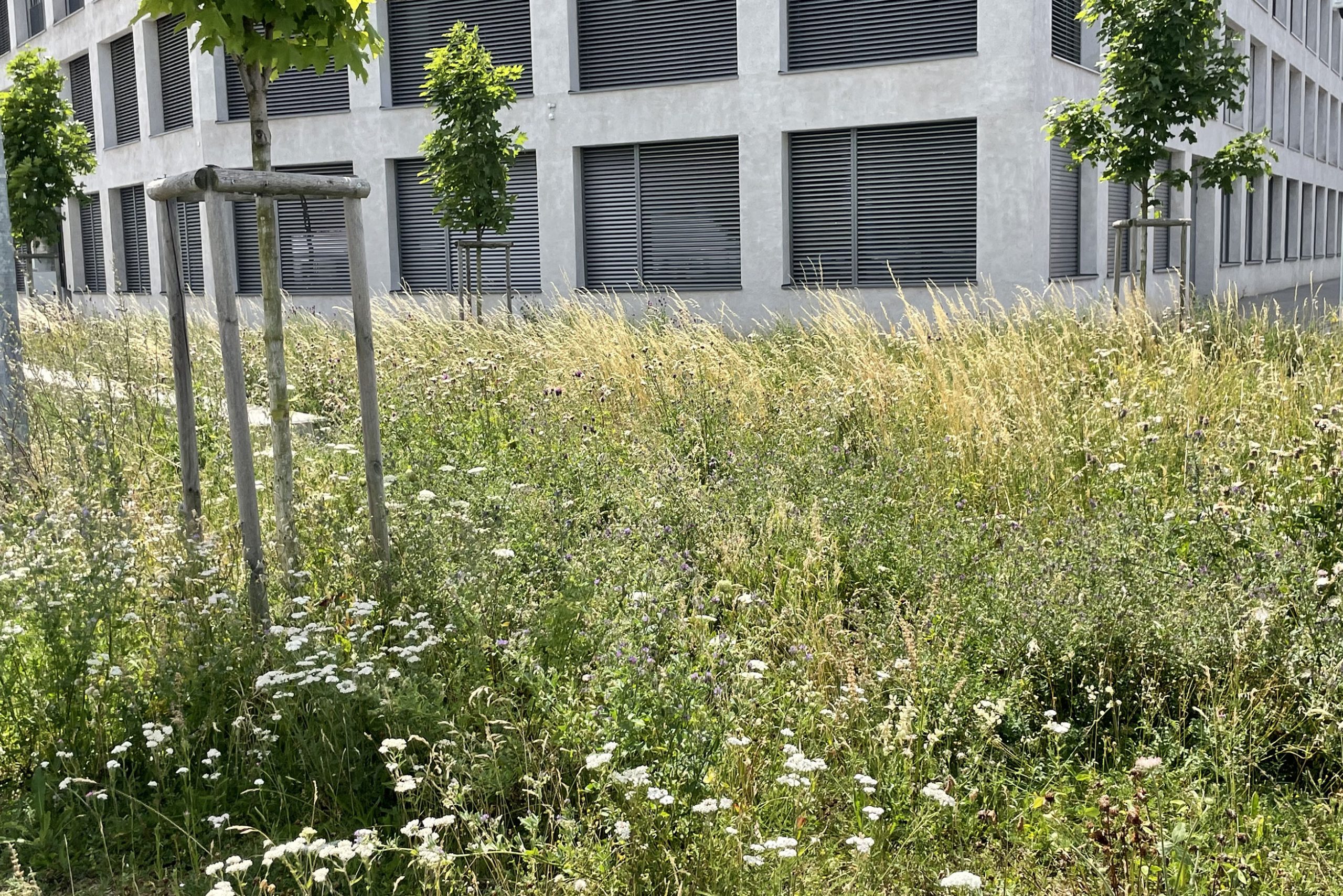 PRAIRIE FLEURIE