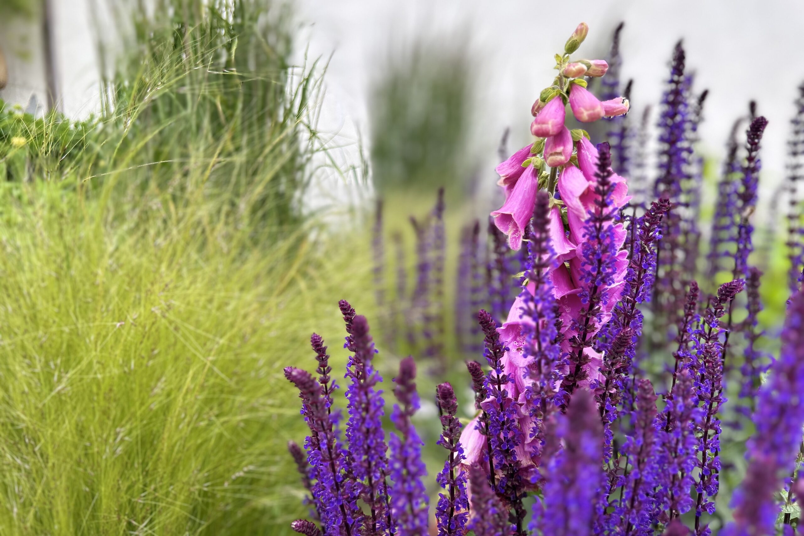 BIODIVERSITE