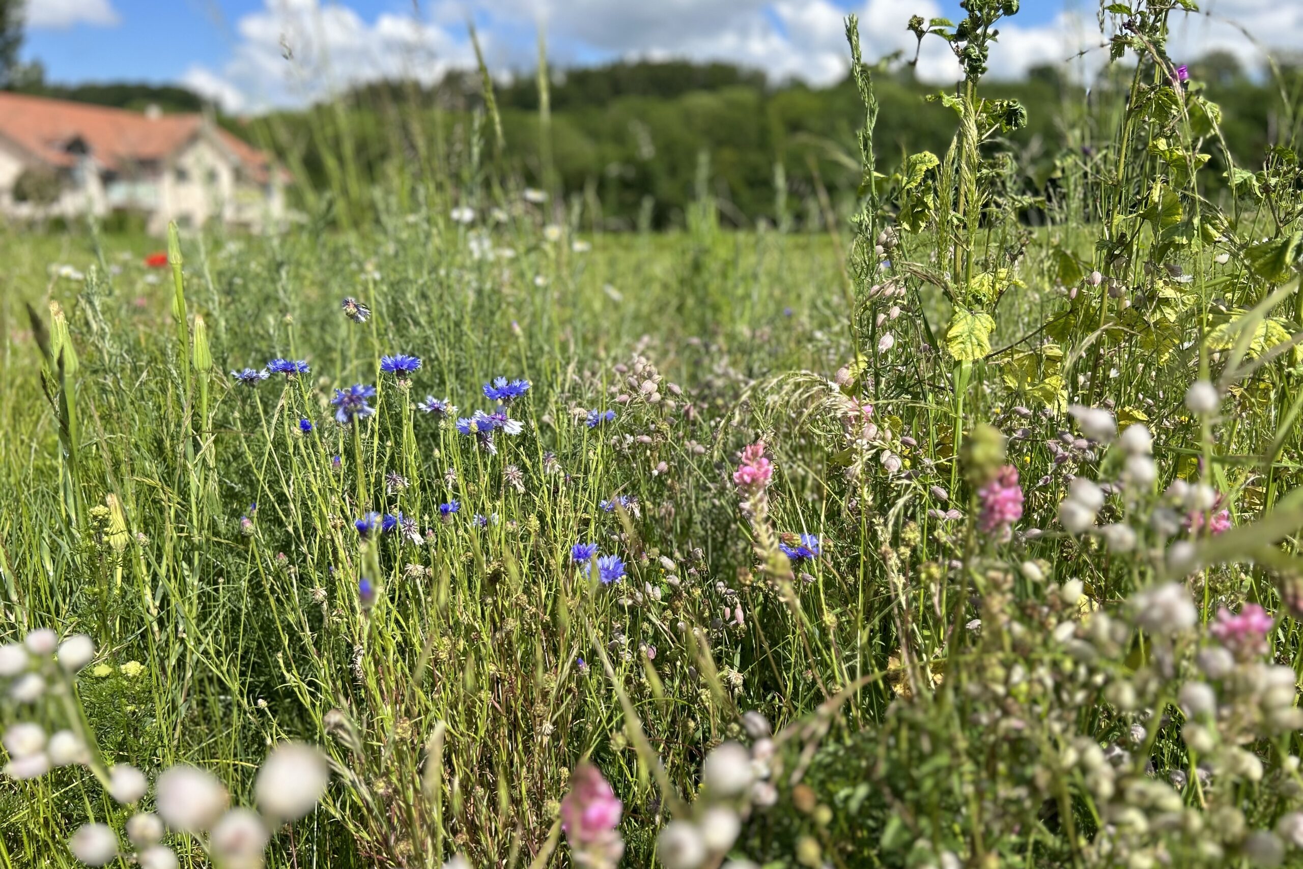 PRAIRIES ET GAZONS FLEURIS